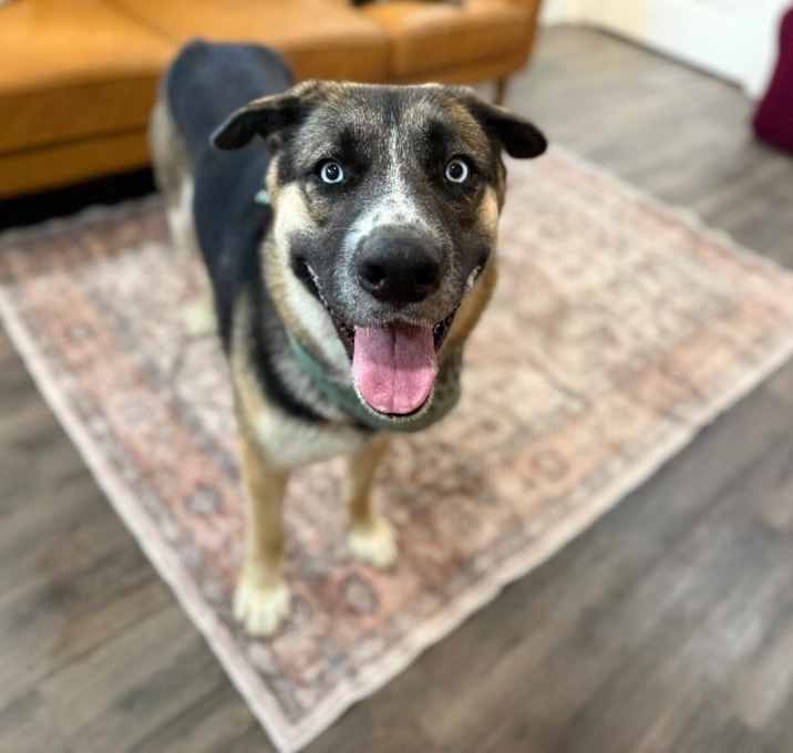 Photo of River XL Calm Cuddles