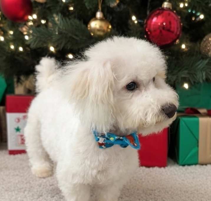 Photo of Casper - 4 mo puppy!