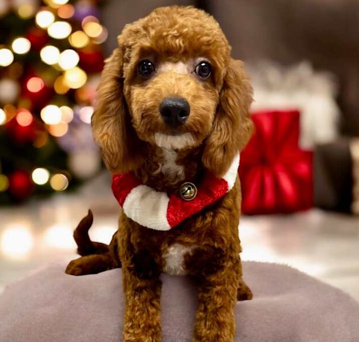 Photo of Tucker-5 mo puppy!