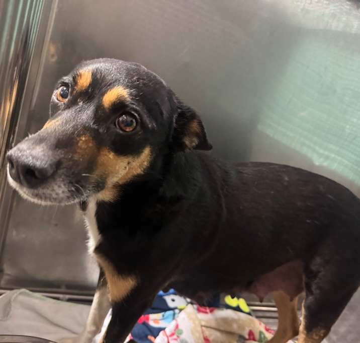 Photo of Zoo-Adoptable Awaiting S/N