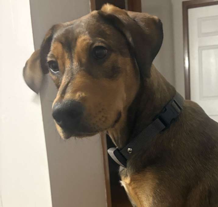 Photo of Indiana Bones