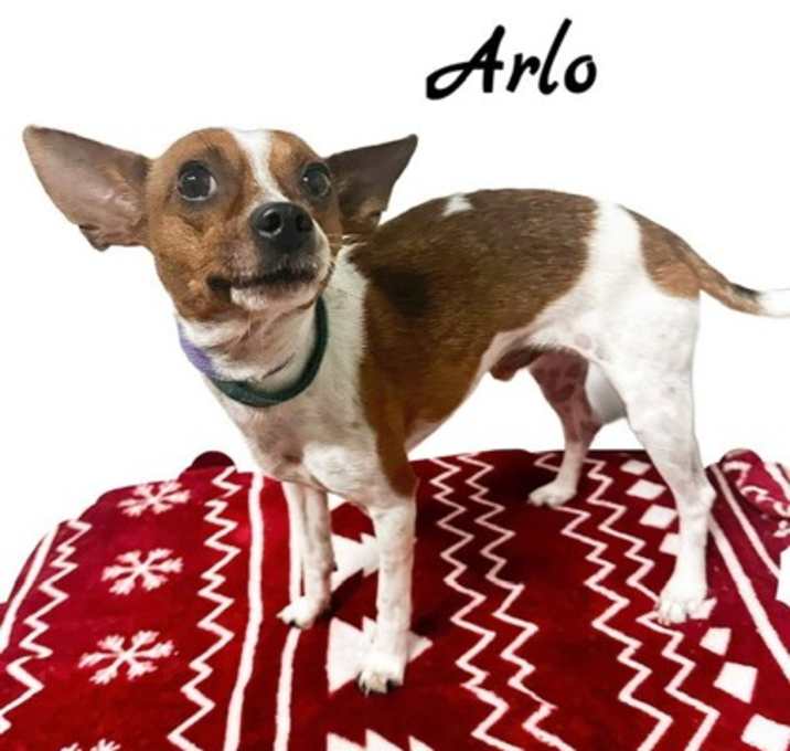 Photo of Arlo