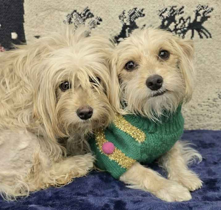 Photo of Maisy & Millie