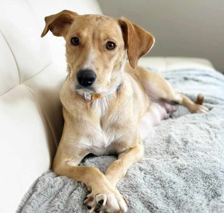 Photo of Angel - Foster to Adopt