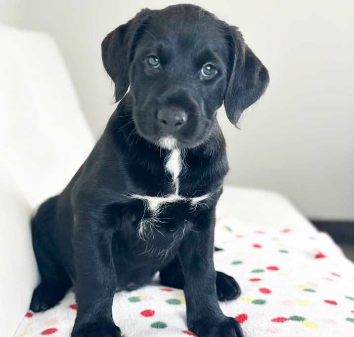 Photo of Cake Litter- Chocolate Lava
