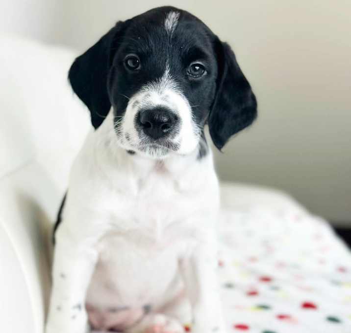 Photo of Cake Litter- Strawberry Shortcake