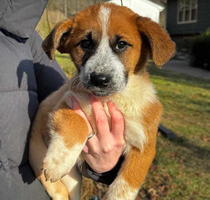 Photo of NY Trudi Avail Dec 27 (Tractor Supply - Patterson)