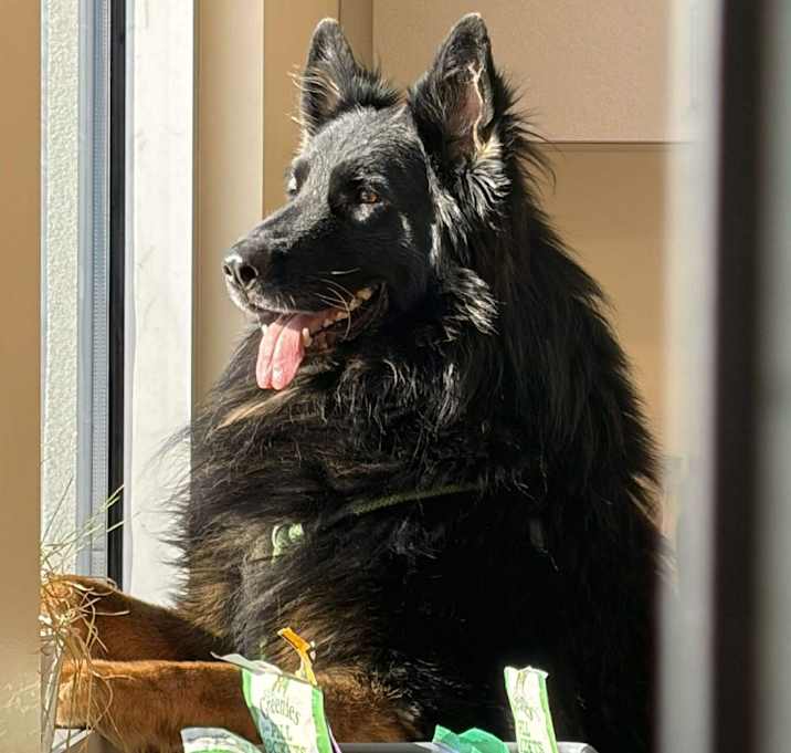 Photo of Rex (25-470)