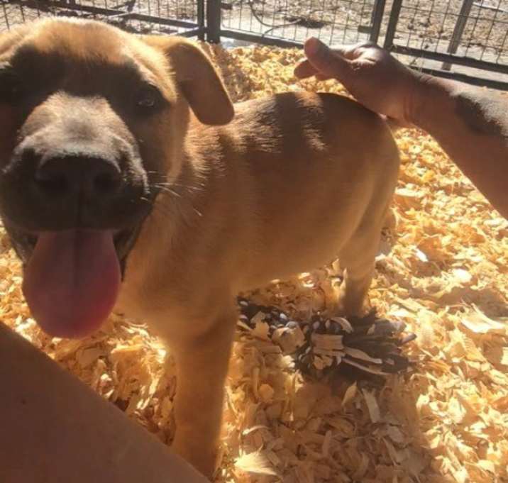 Photo of Coffee Bean