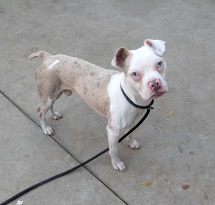 Photo of Basquiat- ADOPTED!