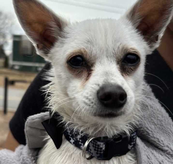 Photo of Mahalo - Adopted