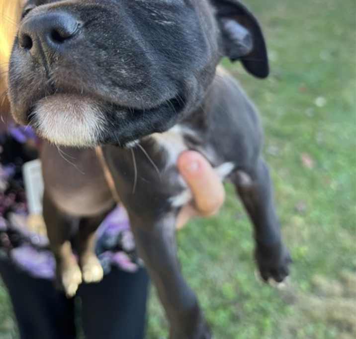 Photo of CRUNCH WRAP SUPREME