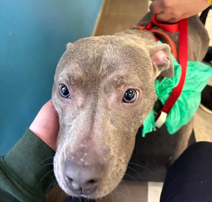 Photo of 12/21/2025-Stray-EberhartAve