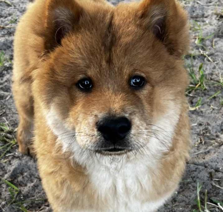 Photo of Fozzie Bear