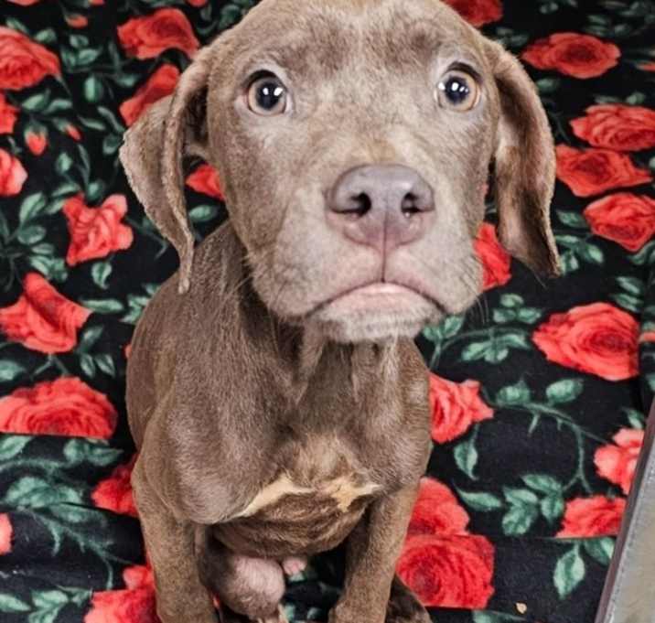 Photo of Huckleberry Pie