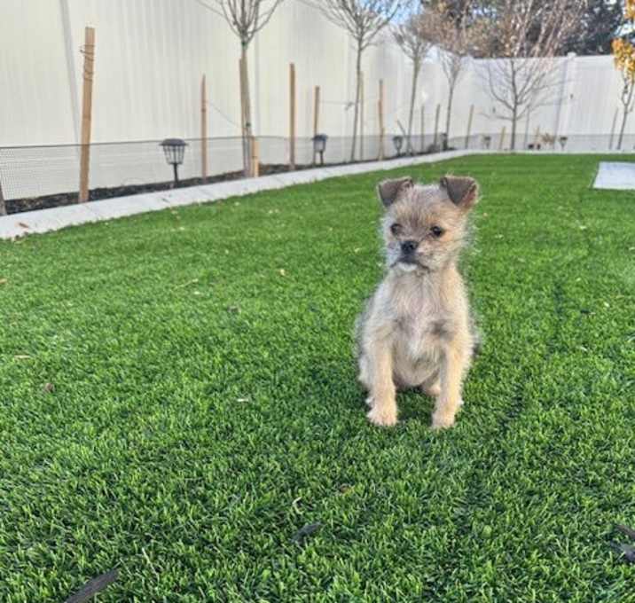 Photo of Little Lola