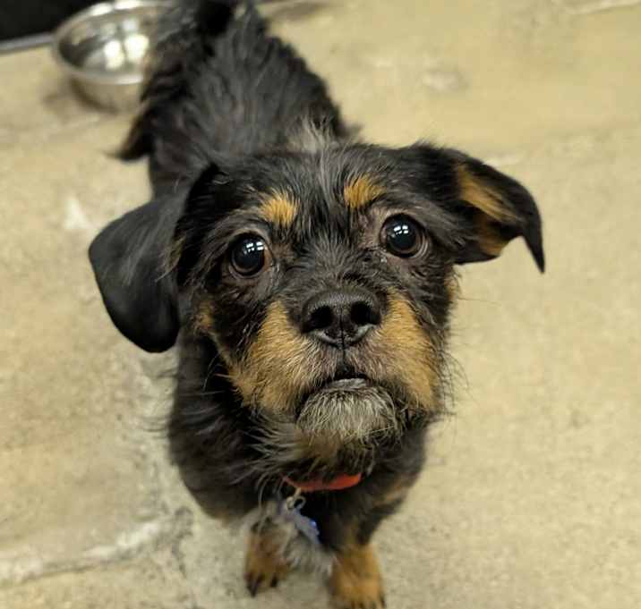 Photo of Davy Crockett