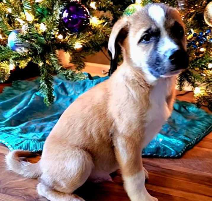 Photo of PUPPY NORTH