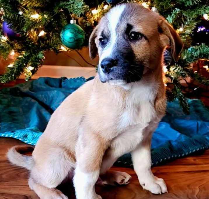 Photo of PUPPY NORTH