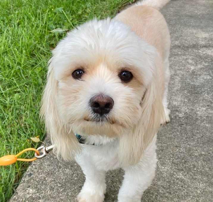 Photo of Scooter $400