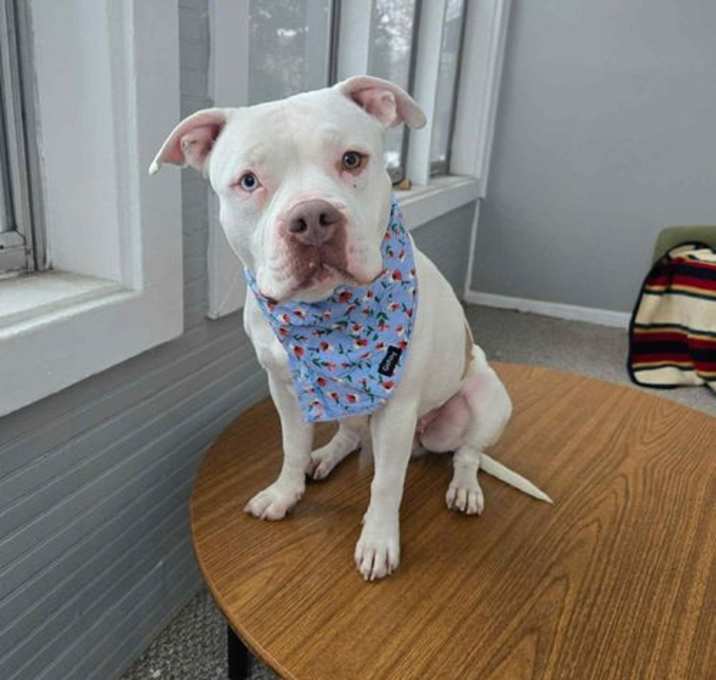 Photo of Mason *FOSTER HOME NEEDED*