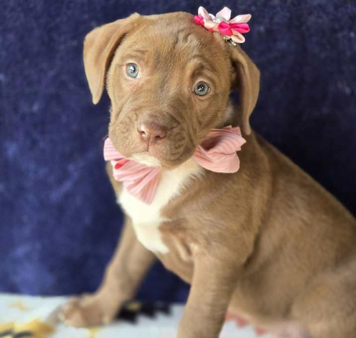 Photo of Milly (Mx3 Litter)