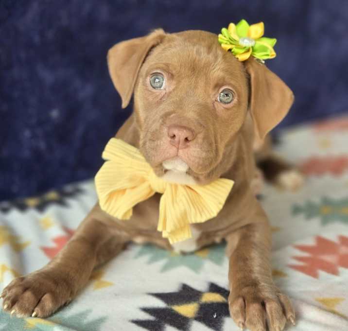 Photo of Maddie (Mx3 Litter)