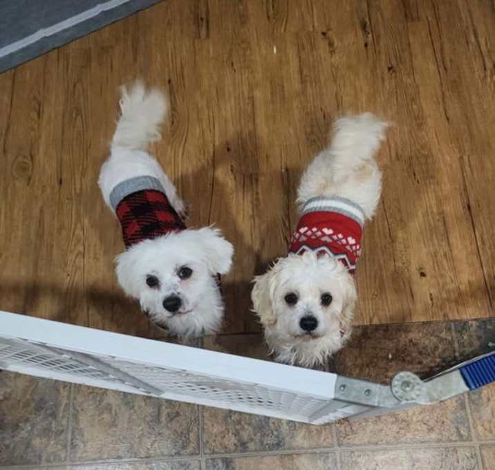 Photo of D128 Litter Nala