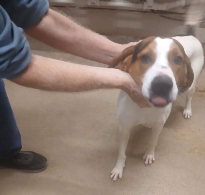 Photo of Sled (White)