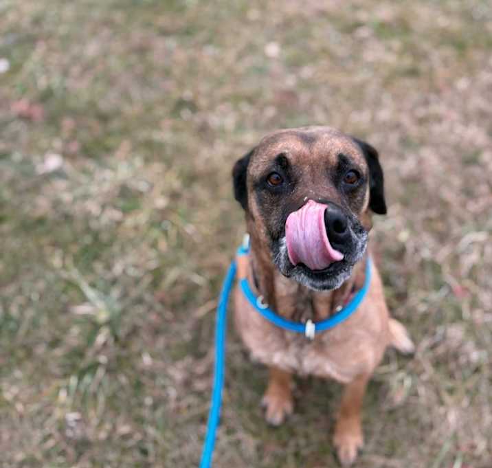 Photo of Silvermist (Maroon)