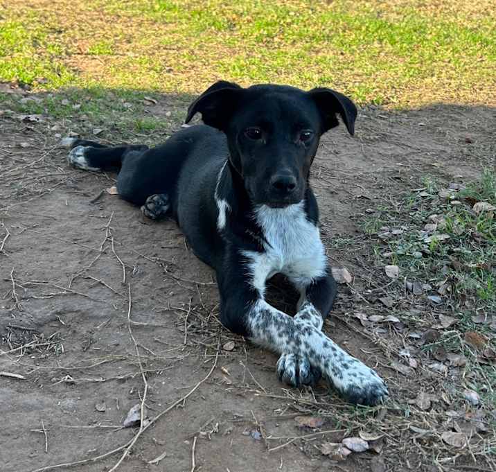 Photo of Freckles 25-11-082