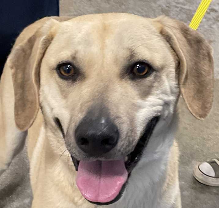 Photo of Jolly KCAC 25-59882