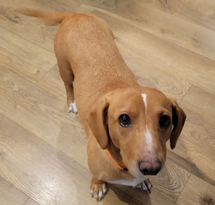 Photo of Lucy (L Litter Mom)