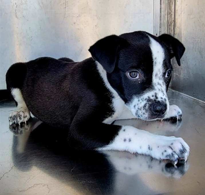 Photo of CORAZON SOLTERO