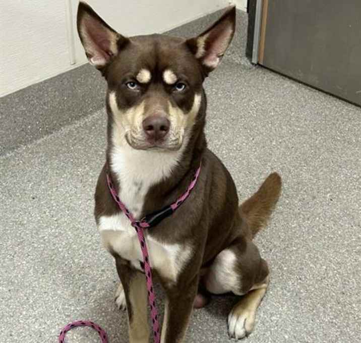 Photo of POSH CHOCOLATE