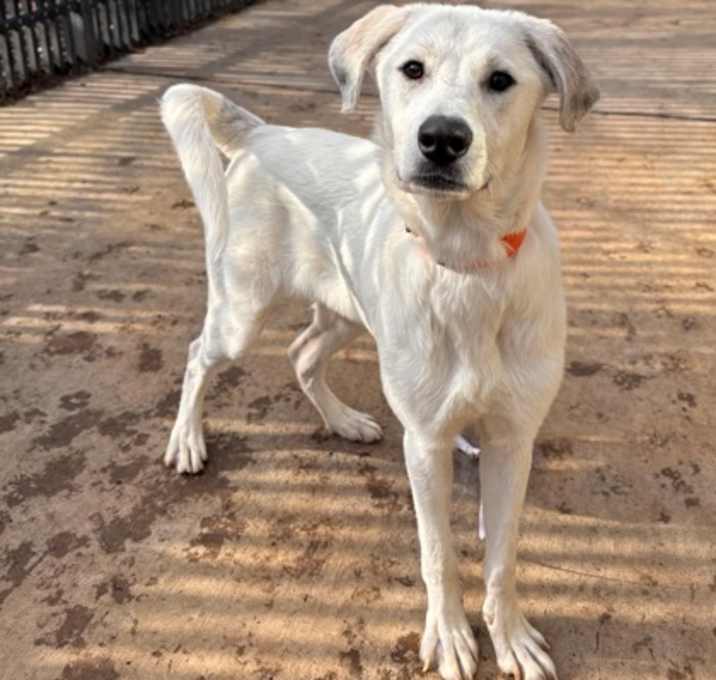 Photo of Silver Bell