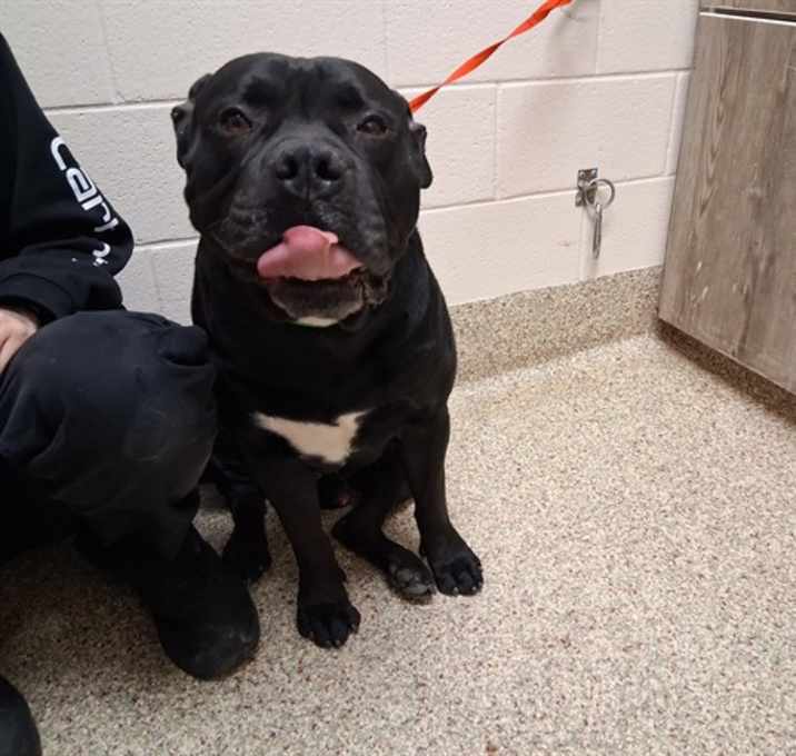 Photo of PROSPECTOR PETE