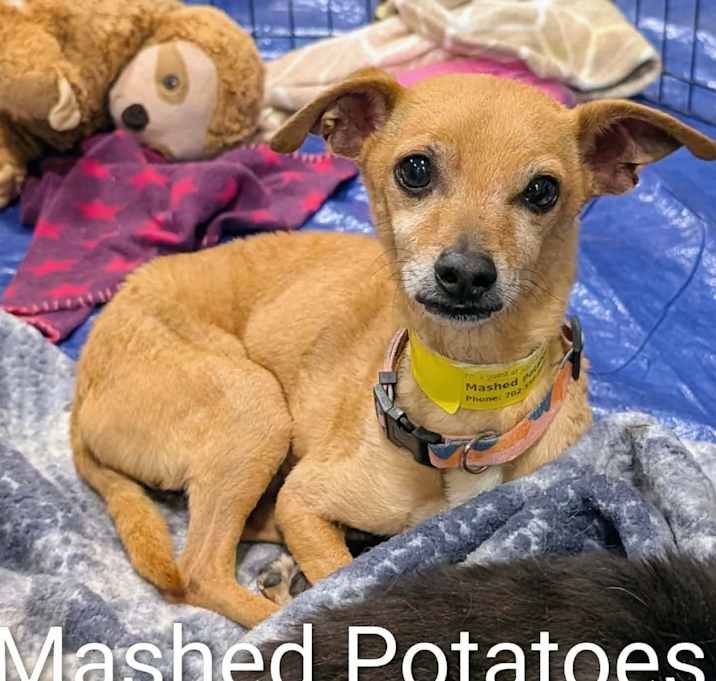 Photo of Mashed Potatoes PP F NV