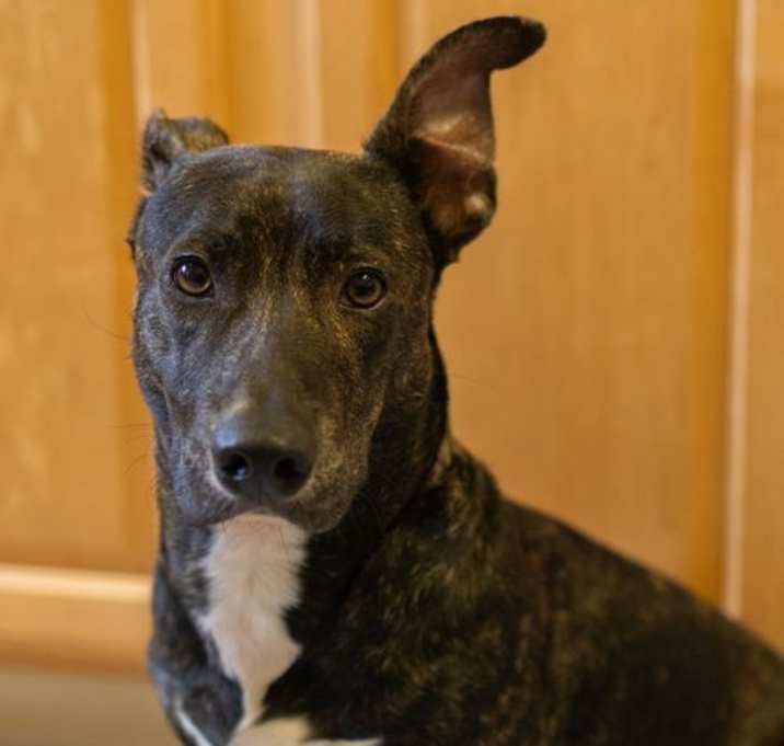 Photo of Loki 10 months Ava 12/26