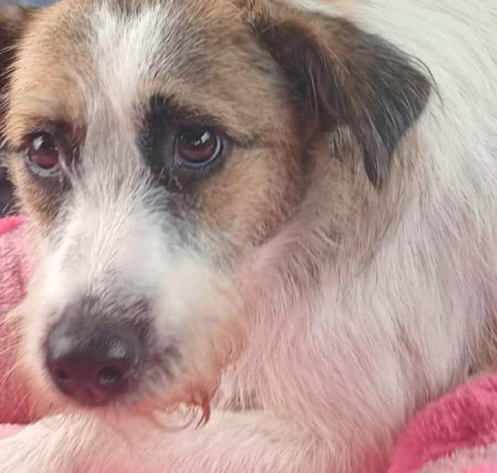 Photo of Patches (Foster-to-Adopt)