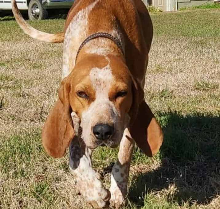 Photo of Elowyn- Mother of the Forest