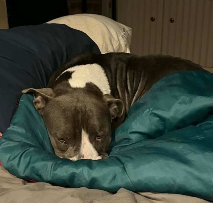 Photo of Sage  (Mivara)