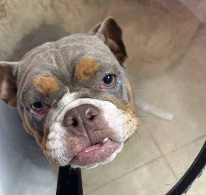 Photo of Cherry  Jubilee🍒