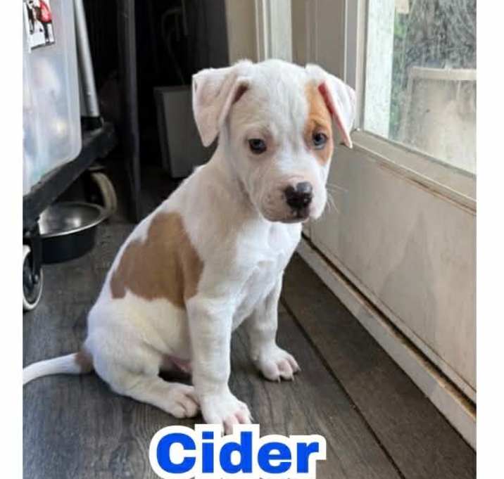 Photo of Cider