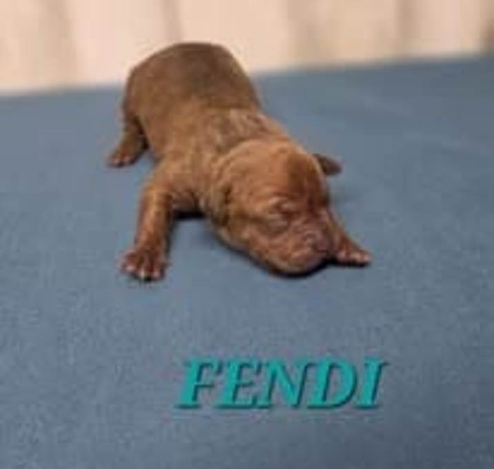 Photo of Fendi