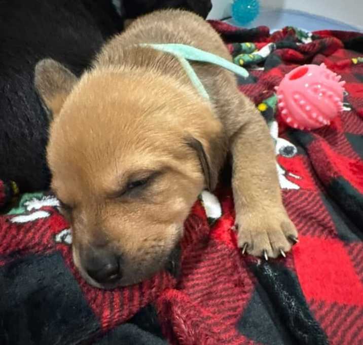 Photo of Aspen (Penelope’s litter)