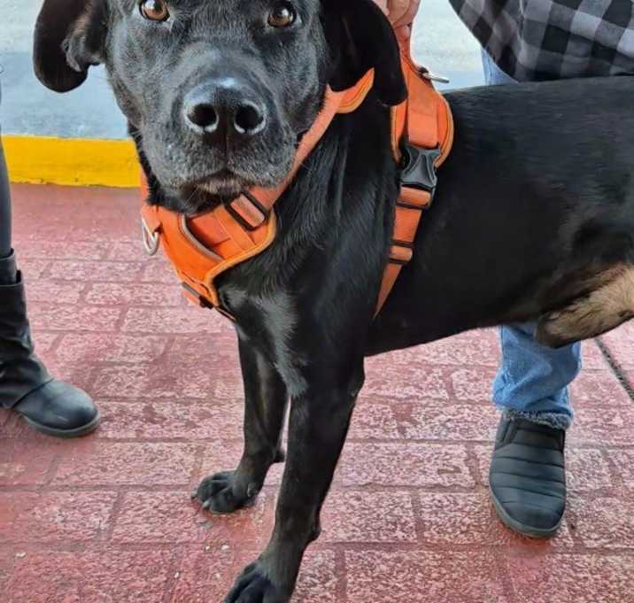 Photo of Prancer Auburn