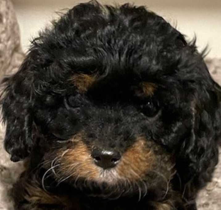 Photo of CHARLIE (SWEETEST PUPPY EVER!)