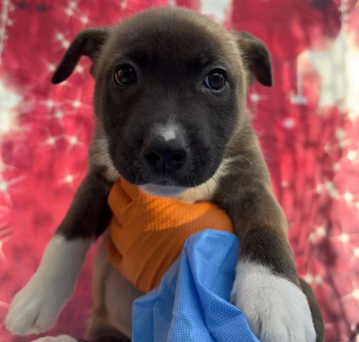 Photo of Bread Pudding