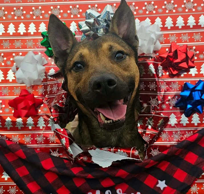 Photo of AUSTiN ★ Available NOW - ADOPTION or RESCUE!